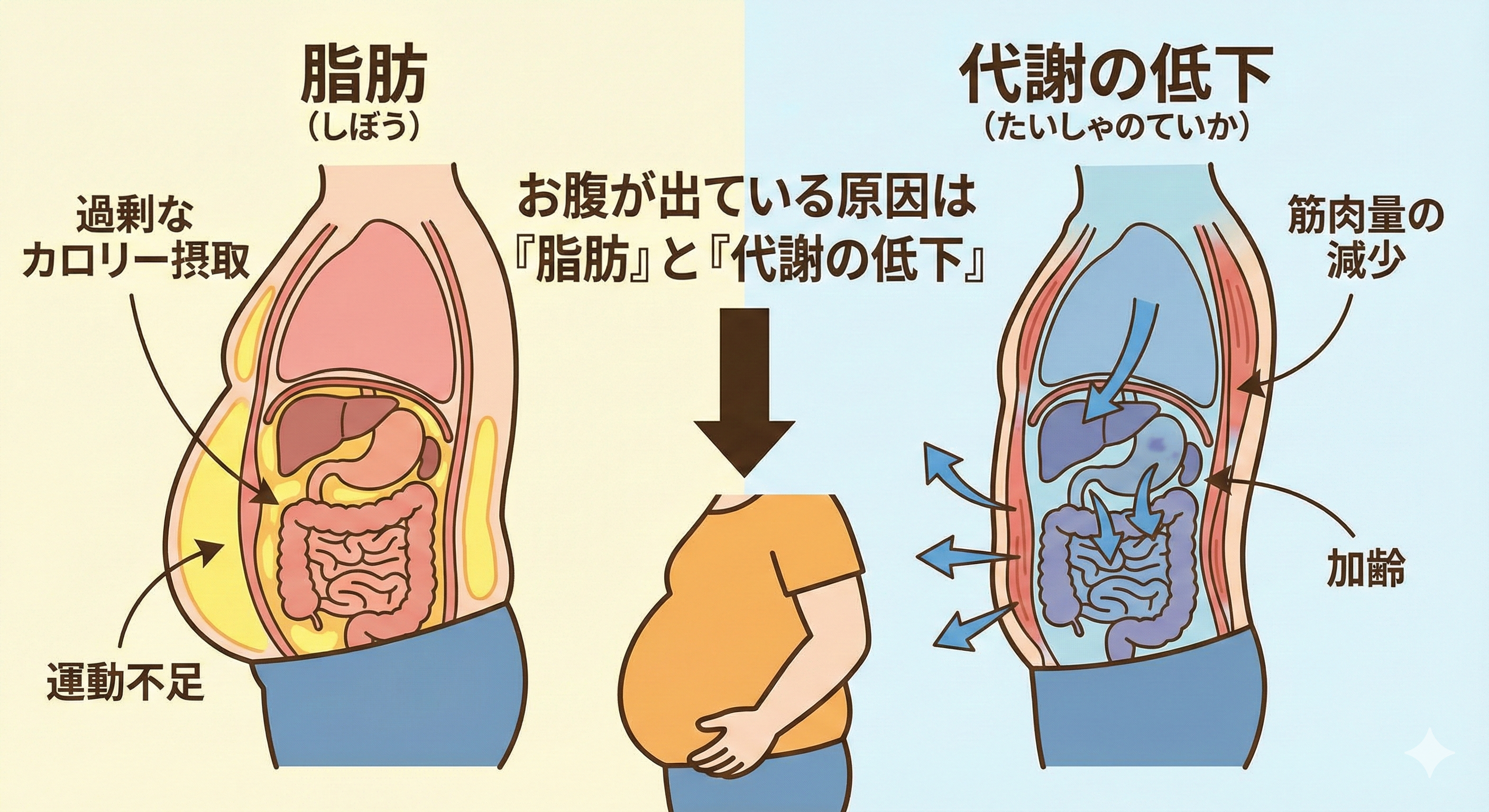 お腹が出ている原因は「脂肪」と「代謝の低下